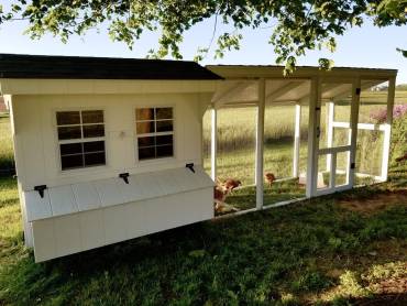 4x6 white chicken coop with a black shingled roof and an attached chicken enclosure, set in a sunny green yard with chickens roaming inside the enclosure